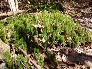 IMG_20170226_142938410