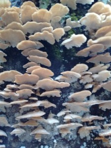 IMG_20170301_093720123