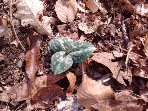 IMG_20170305_141056773