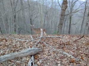 IMG_20170305_182318182