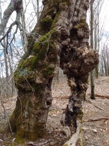 IMG_20170326_130350310