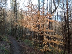 IMG_20170328_074936459