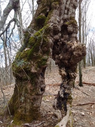 IMG_20170326_130350310