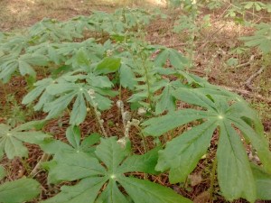 IMG_20170410_165432539