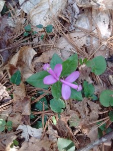 IMG_20170414_170851198