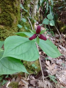 IMG_20170414_171212781