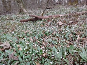 IMG_20170415_150728712