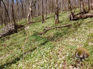 IMG_20170428_150806958