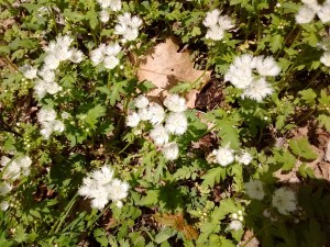 IMG_20170428_150829467