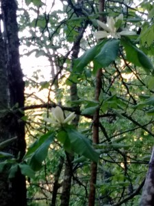 IMG_20170505_072543904