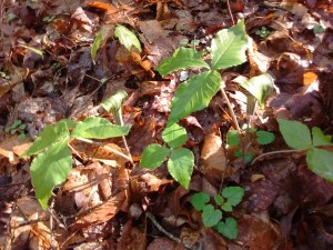 IMG_20170505_085021103