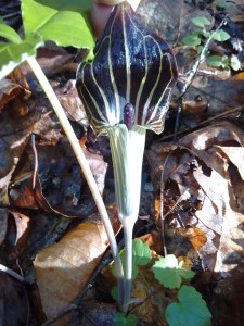 IMG_20170505_085051685