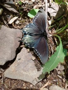 IMG_20170507_142235391