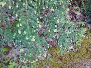 IMG_20170507_150417726