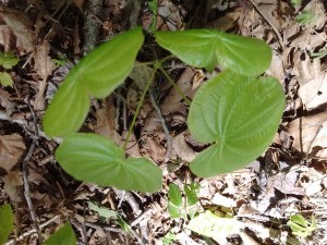 IMG_20170508_125843706