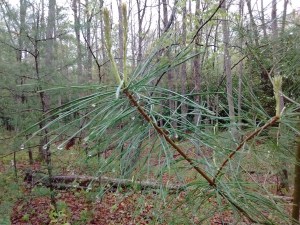 IMG_20170509_082103615