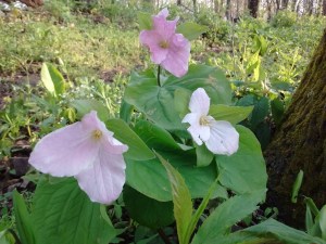 IMG_20170510_080836926