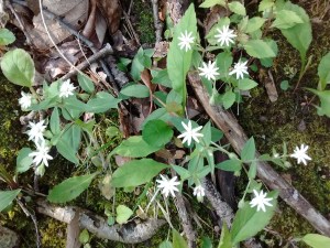 IMG_20170510_094840975