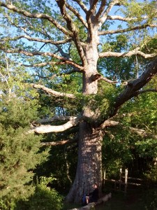 IMG_20170516_072713536