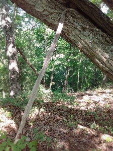 IMG_20170516_160518579