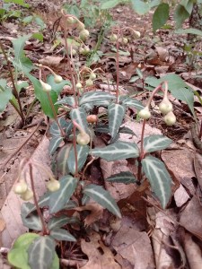 IMG_20170521_124136091