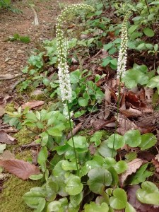 IMG_20170521_125354422