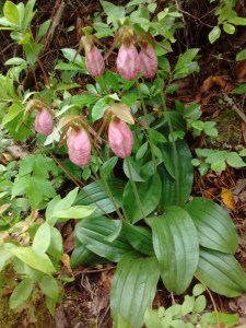 IMG_20170521_151453169