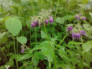 IMG_20170524_084110429