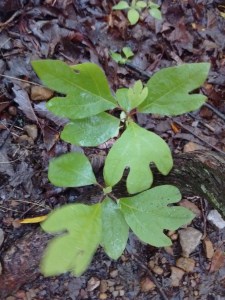 IMG_20170524_165640656