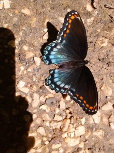 IMG_20170526_122554121