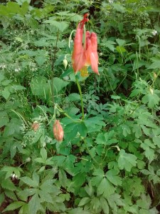 IMG_20170526_173432110