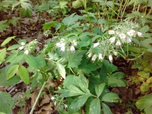 IMG_20170526_173610963