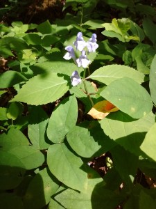 IMG_20170527_153518294