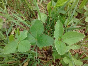 IMG_20170528_095321392