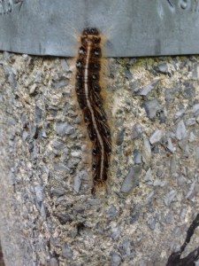 IMG_20170605_140905021