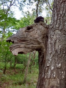 IMG_20170607_092811783_HDR