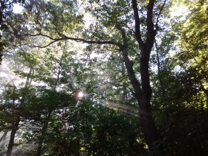 IMG_20170608_081606012