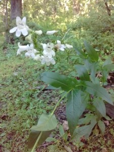 IMG_20170620_091337149