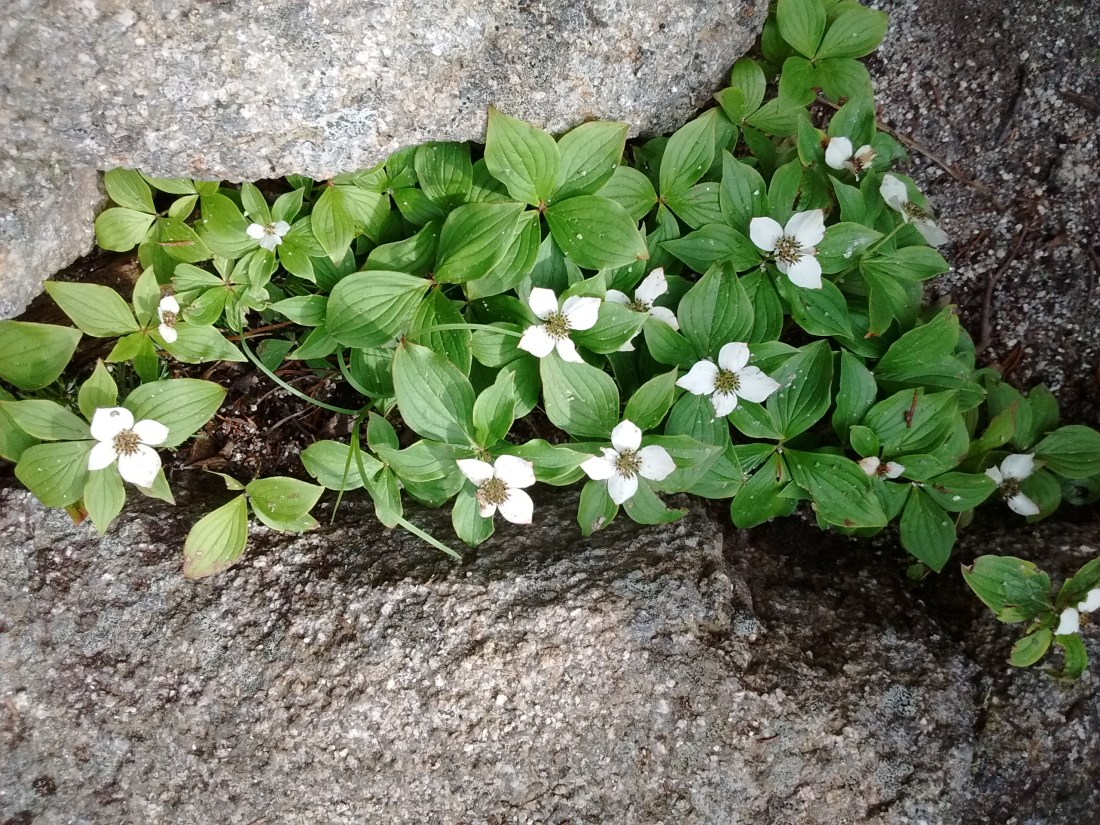 IMG_20170704_172812881