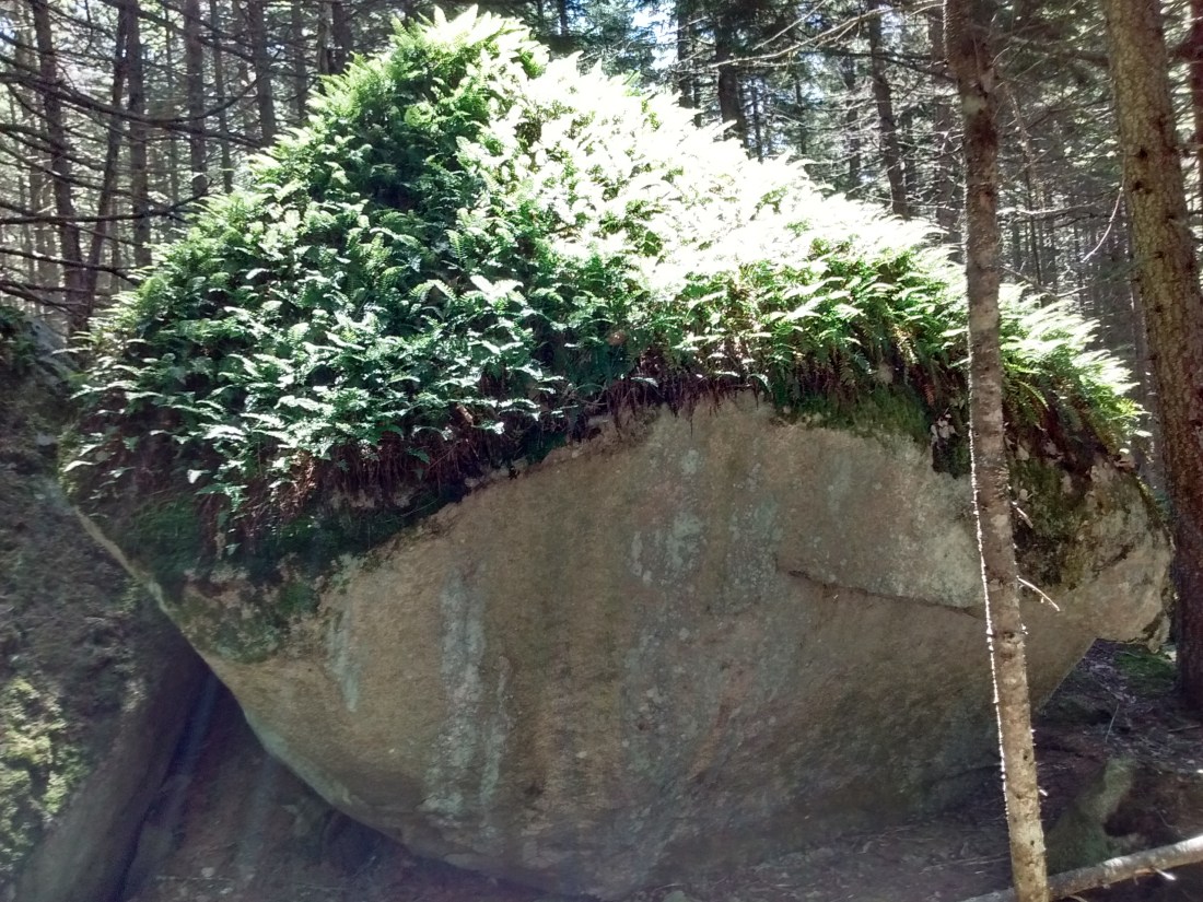 IMG_20170705_110050051_HDR