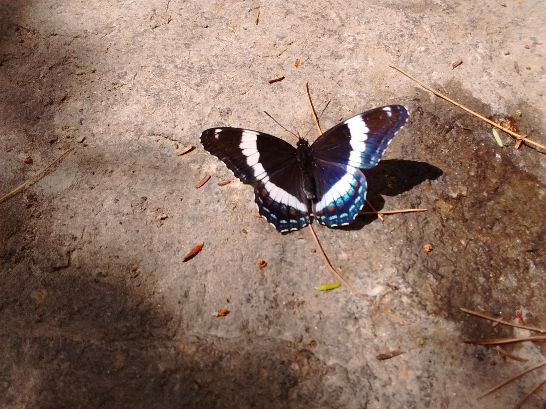 IMG_20170705_141010539