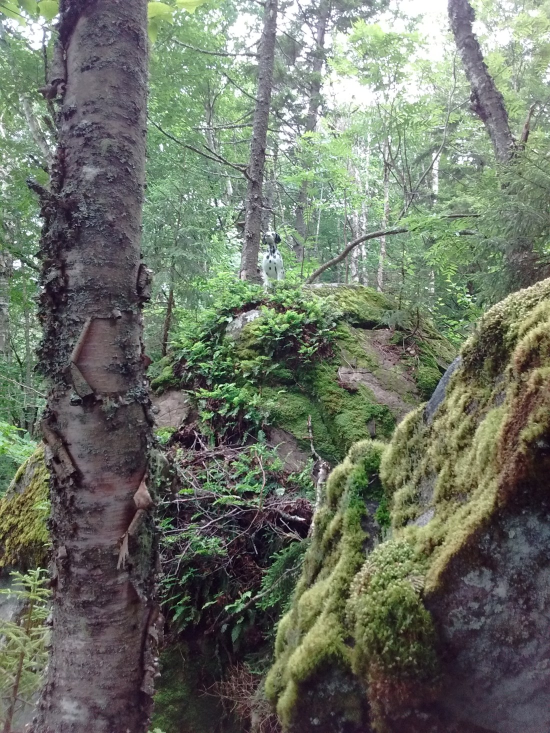 IMG_20170710_080038649