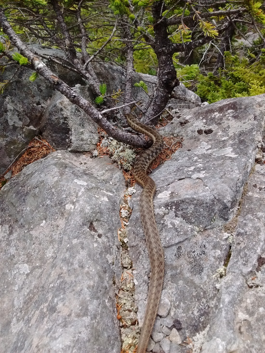 IMG_20170712_130351154