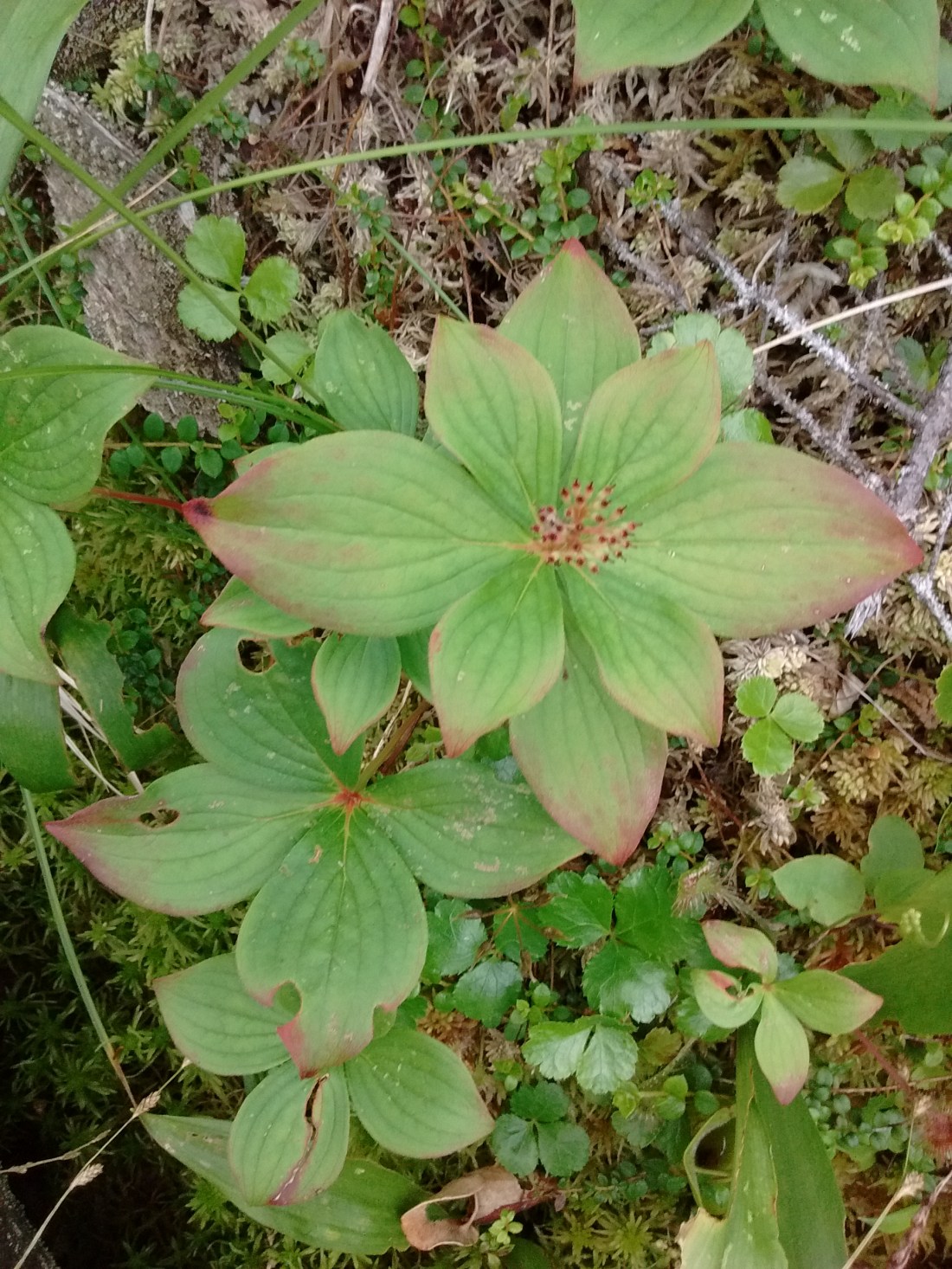 IMG_20170712_150544676