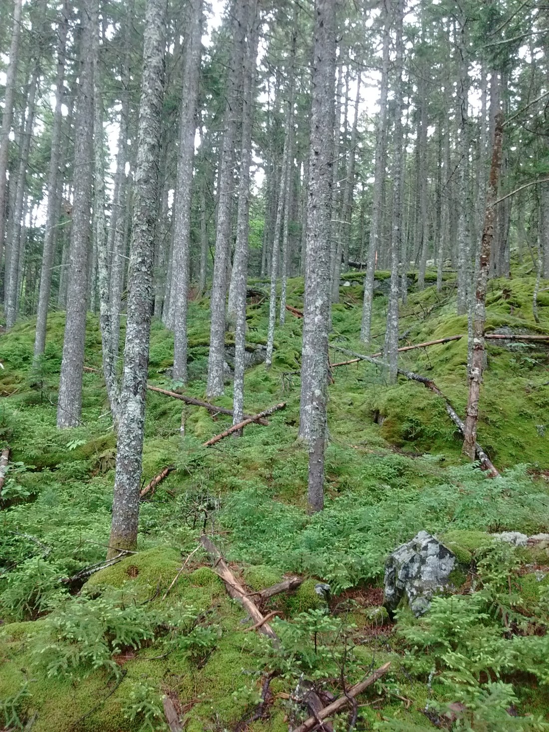 IMG_20170713_144708662