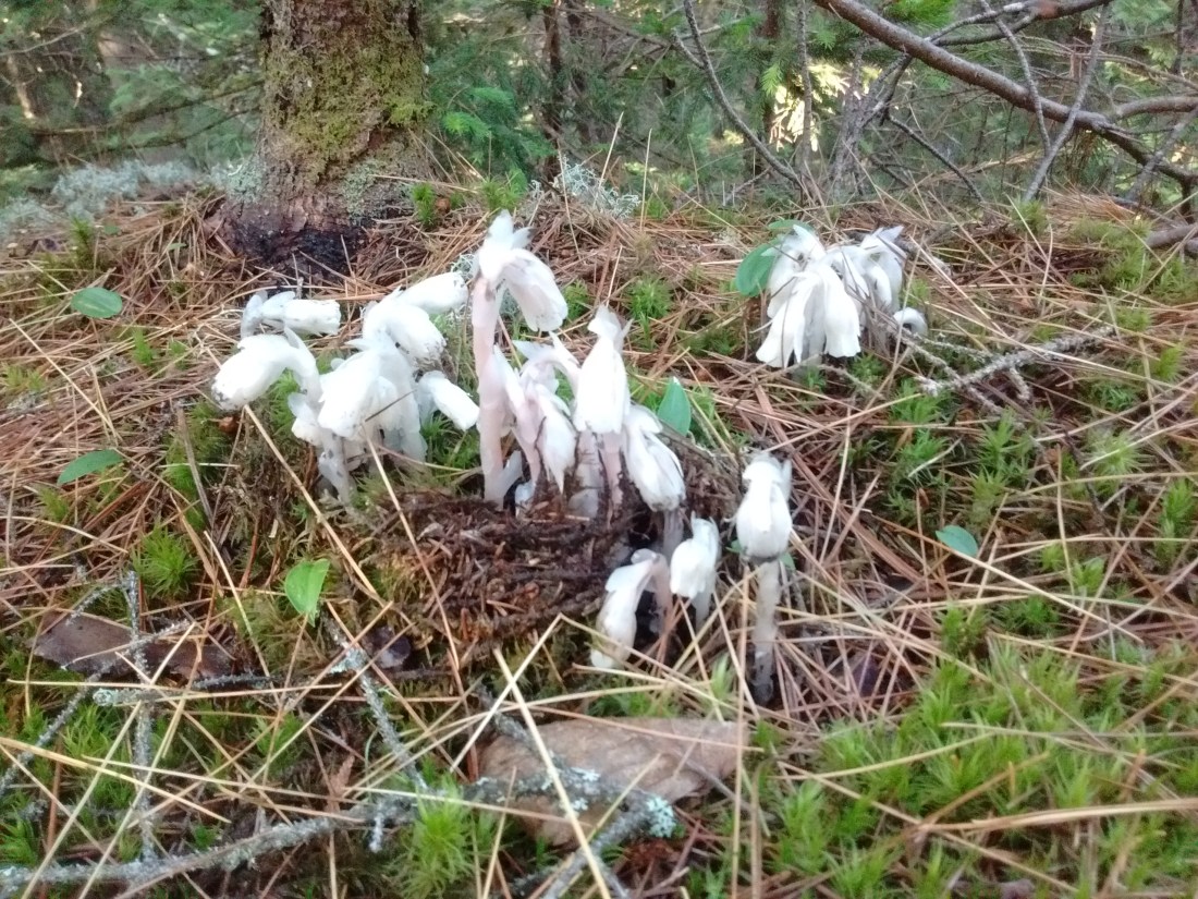 IMG_20170714_070727277