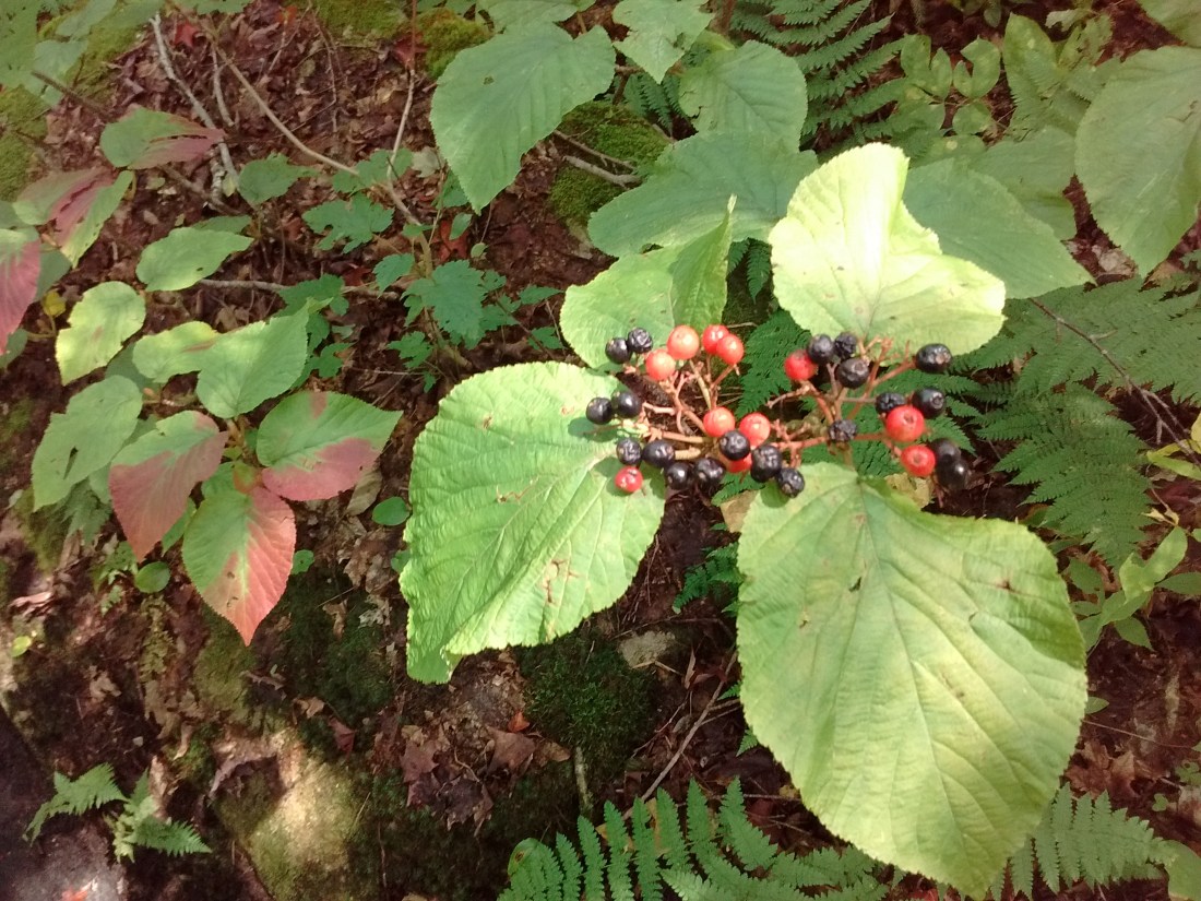 IMG_20170904_120715498