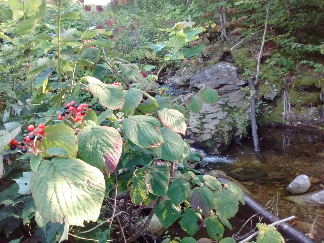 IMG_20170904_170538037