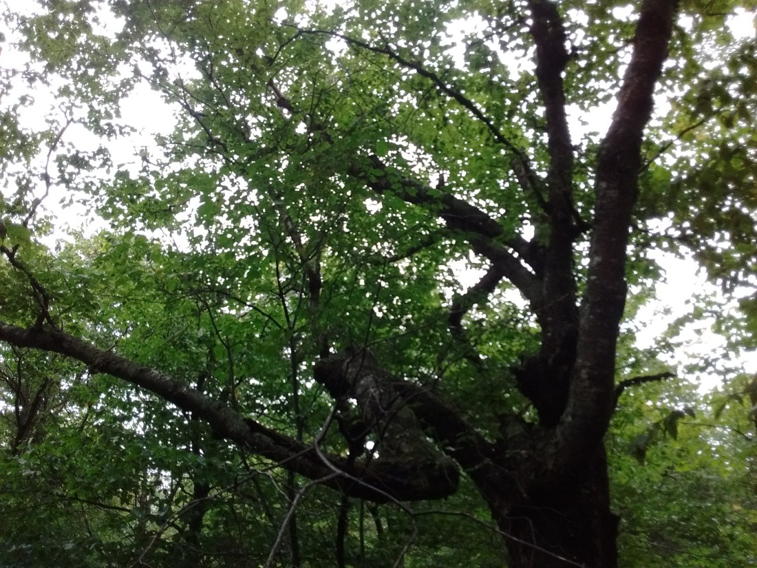 IMG_20170906_125214331