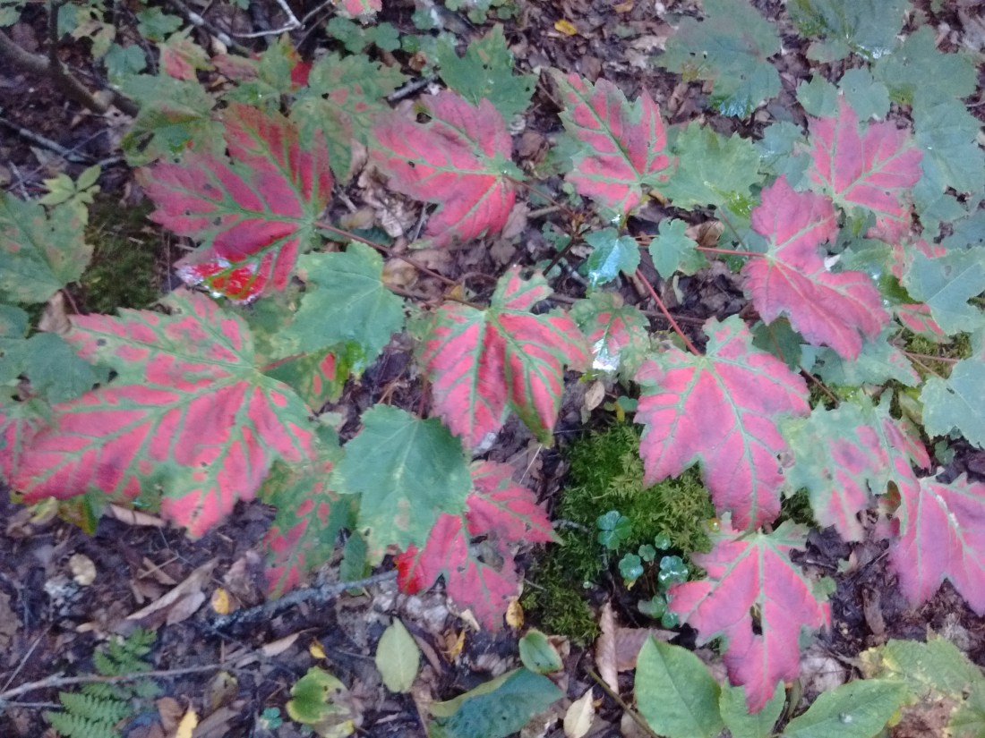 IMG_20170909_135402479